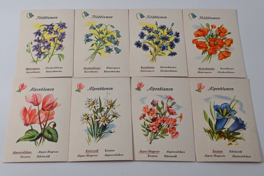 Blumenquartett – Schwager & Steinlein, Vintage Quartettspiel, vollständig, Originalschachtel, Einzelstück – 1950er Jahre