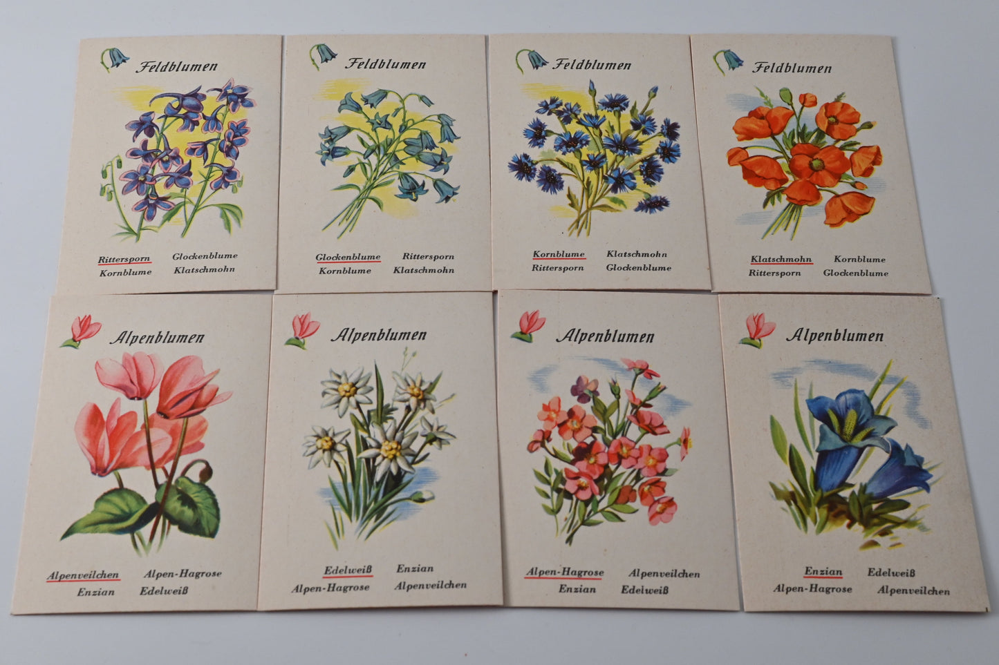 Blumenquartett – Schwager & Steinlein, Vintage Quartettspiel, vollständig, Originalschachtel, Einzelstück – 1950er Jahre