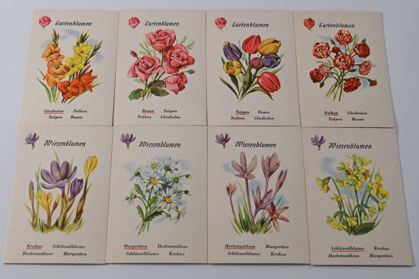 Blumenquartett – Schwager & Steinlein, Vintage Quartettspiel, vollständig, Originalschachtel, Einzelstück – 1950er Jahre
