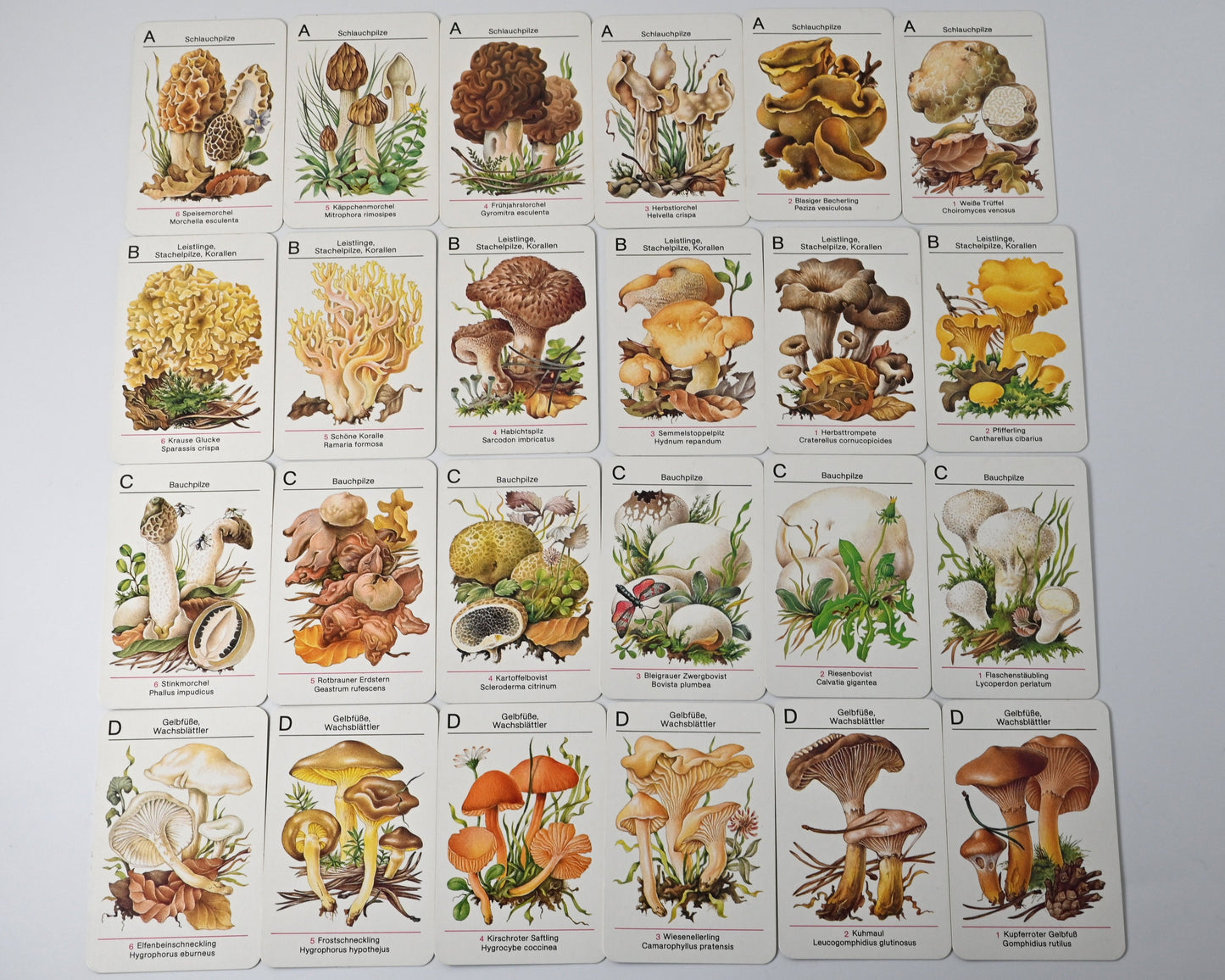 Kartenspiel DDR, Altenburger Spielkartenfabrik, Pilze kennen - Pilze sammeln, Lernspiel, Einzelstück, 1980er Jahre