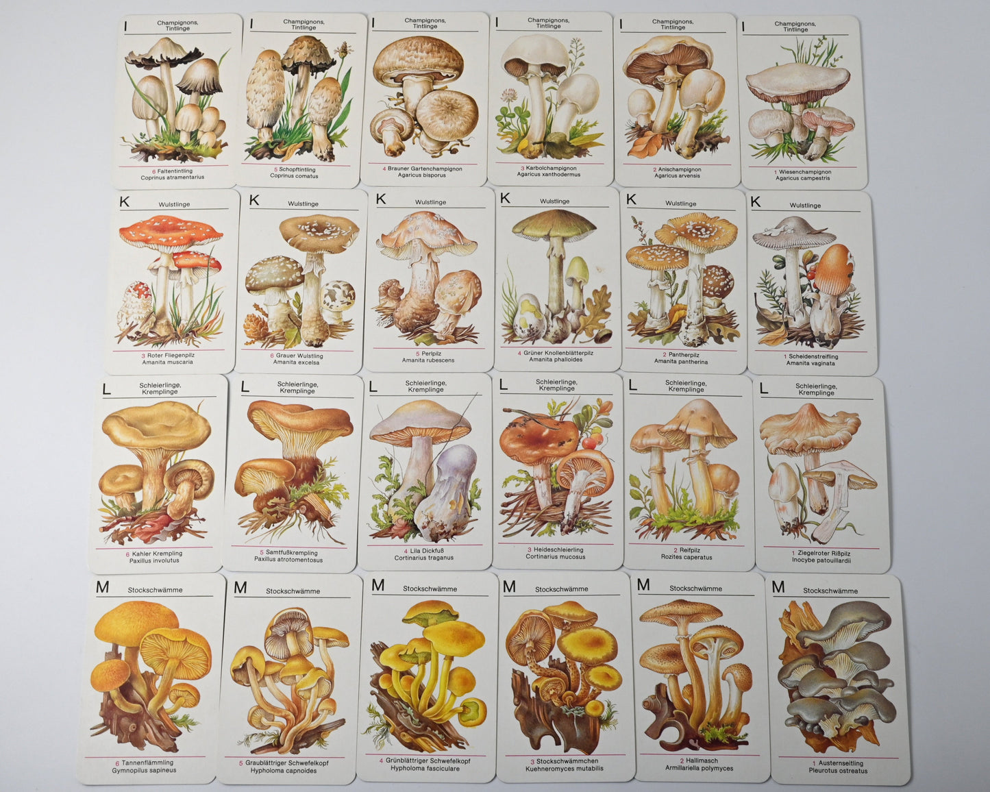Kartenspiel DDR, Altenburger Spielkartenfabrik, Pilze kennen - Pilze sammeln, Lernspiel, Einzelstück, 1980er Jahre